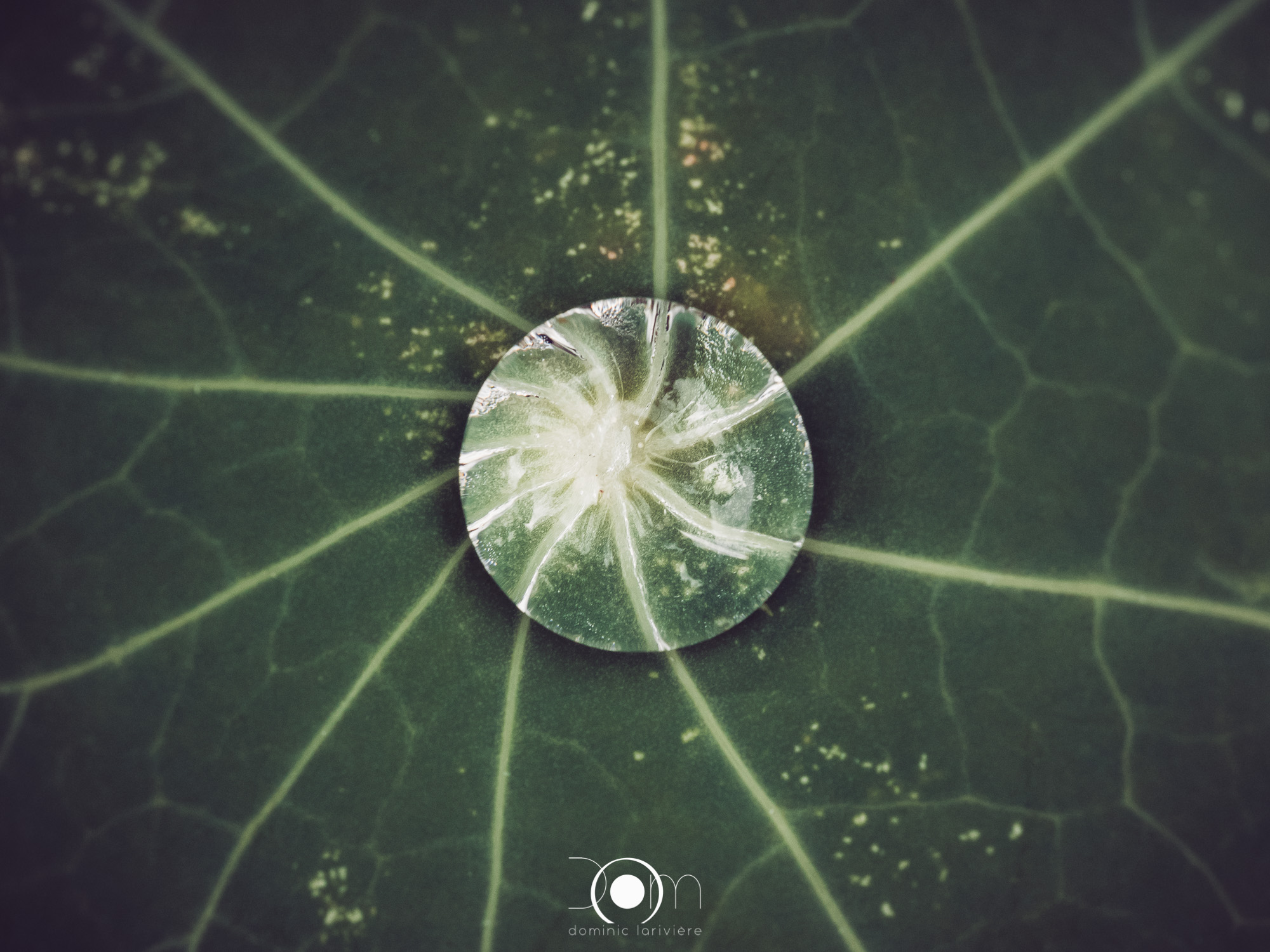 Diamant d'eau sur une feuille