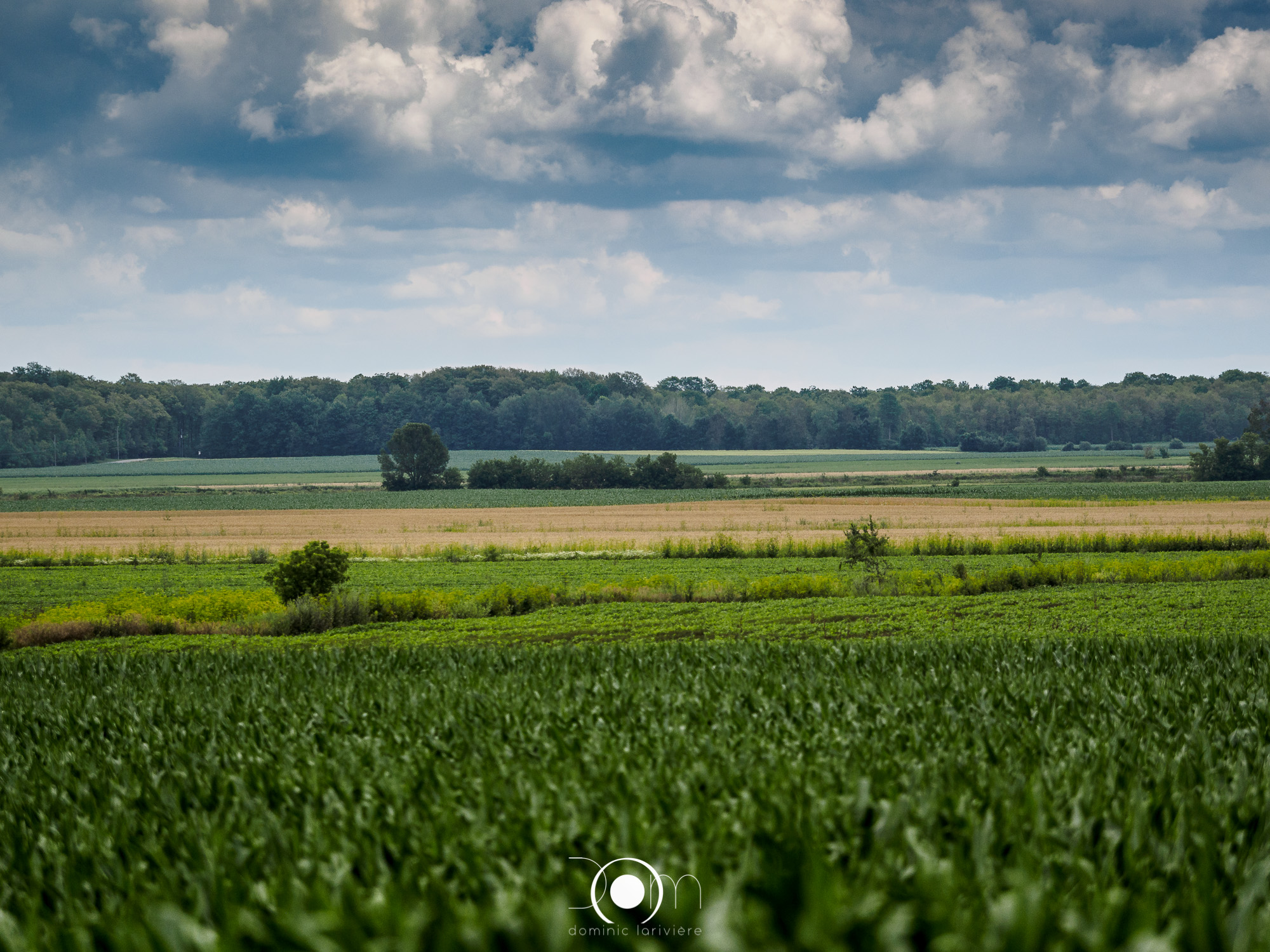 Paysage champêtre